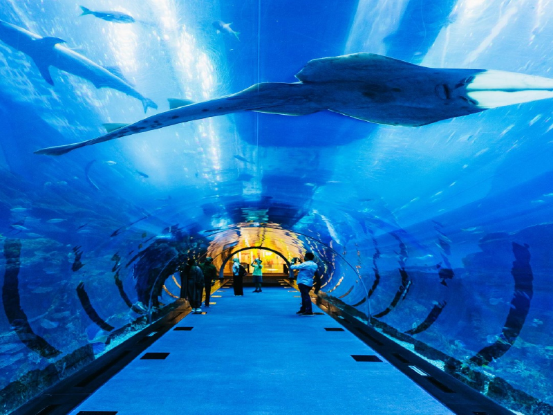 Dubai Mall & Dubai Aquarium on a Dubai city tour with Homeland Travel Agency